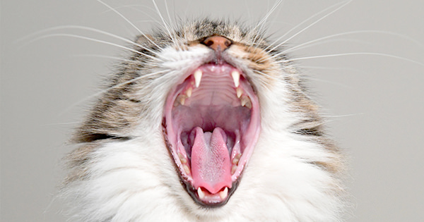 GebitKattenOnderhouden