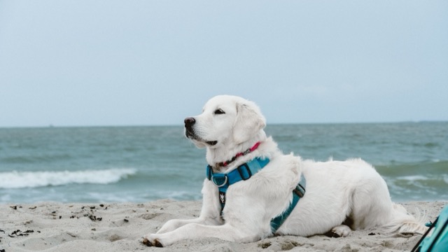 Hond op vakantie aan strand